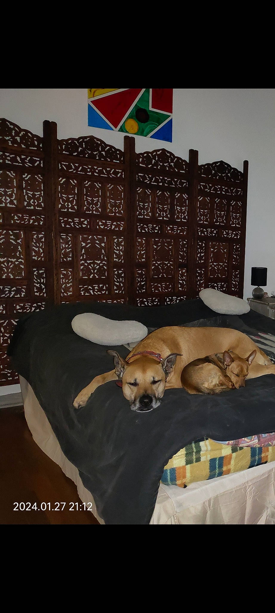 Pepsi a rejoint le concours — aidez-le/la à gagner de superbes lots ! art, bedding, bedroom, carnivore, comfort, companion_dog, dog, dog_breed, dog_supply, fawn, flooring, font, furniture, interior_design, linens, room, studio_couch, table, wood, working_animal