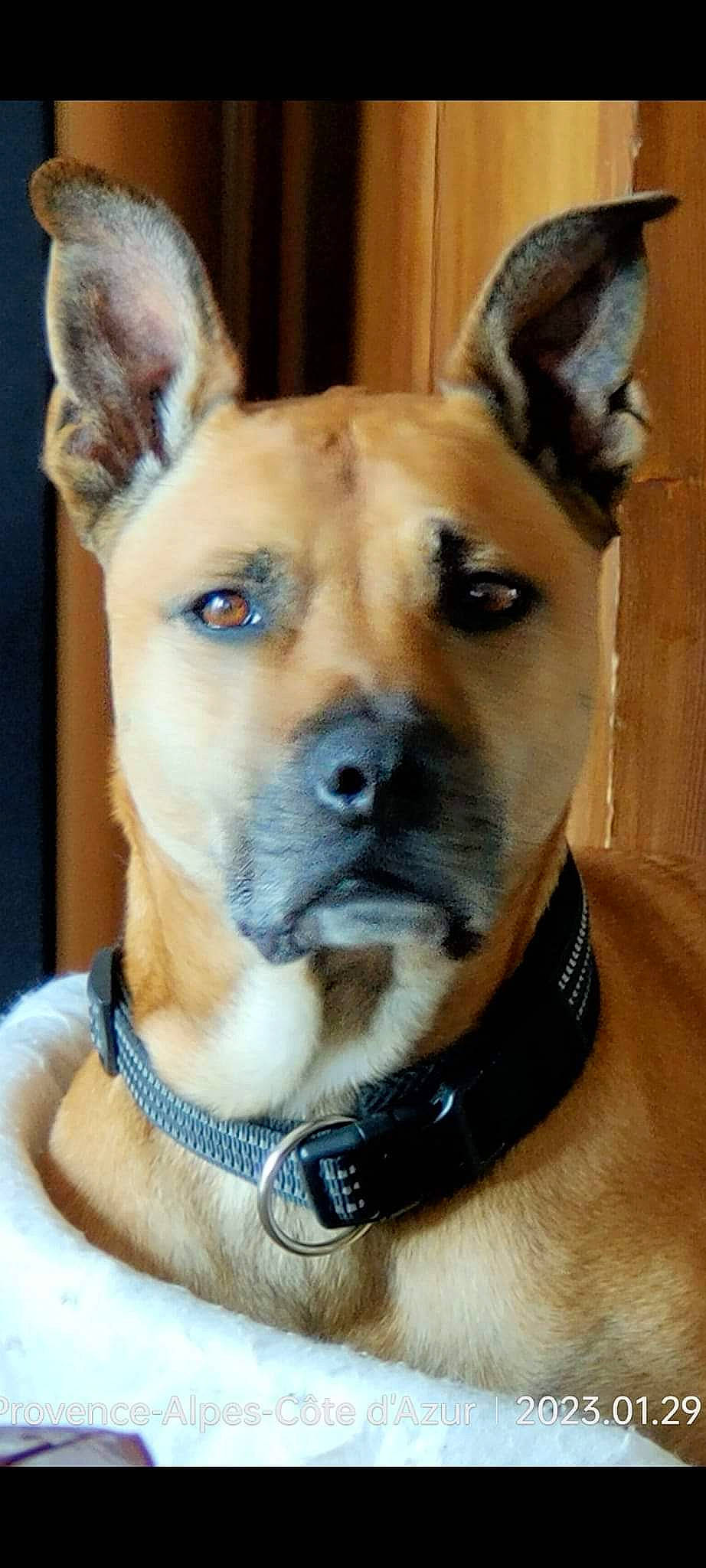 Pepsi participe au concours pour gagner de l'argent avec cette photo : ancient_dog_breeds, canidae, carnivore, collar, companion_dog, dog, dog_breed, dog_collar, dog_supply, ear, electric_blue, fawn, fur, jaw, jewellery, pet_supply, snout, sporting_group, whiskers, working_animal