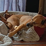 Pep'S Et Ulysse participe au concours pour gagner de l'argent avec cette photo : dog, pet, sleeping, resting, dog_bed, blanket, indoor, cozy, furniture, stool, wooden_floor, curtains, bookshelf, relaxation, animal, canine, domestic_animal, companion, two_animals, quiet
