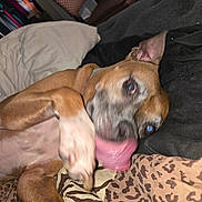 Eli joined the competition — help win amazing prizes! dog, pet, lying_down, tongue_out, bed, blanket, pillow, indoor, brown_dog, playful, canine, fur, animal, resting, cozy, mammal, tongue, cute, domestic_animal, relaxed