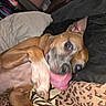 dog, pet, lying_down, tongue_out, bed, blanket, pillow, indoor, brown_dog, playful, canine, fur, animal, resting, cozy, mammal, tongue, cute, domestic_animal, relaxed