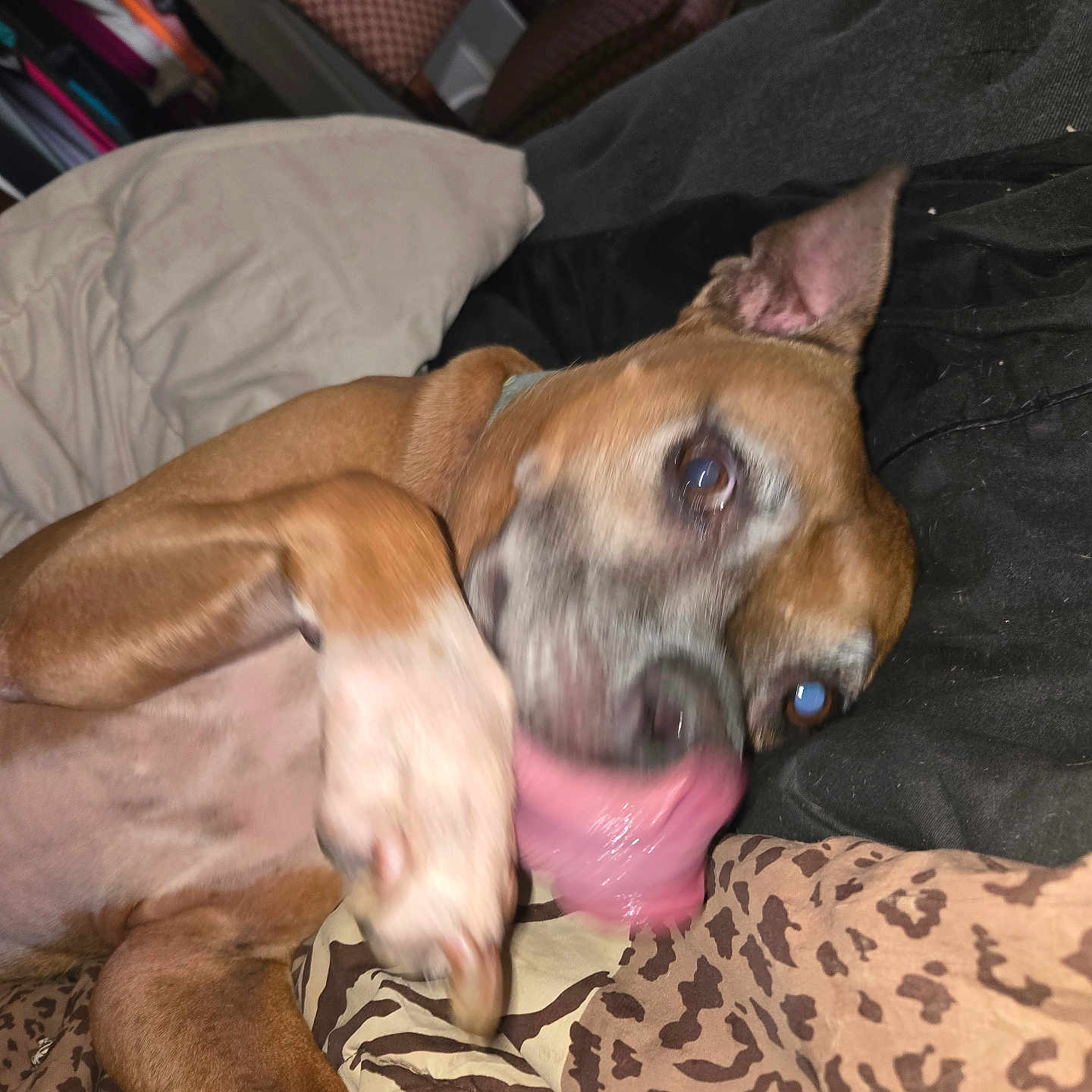 Eli