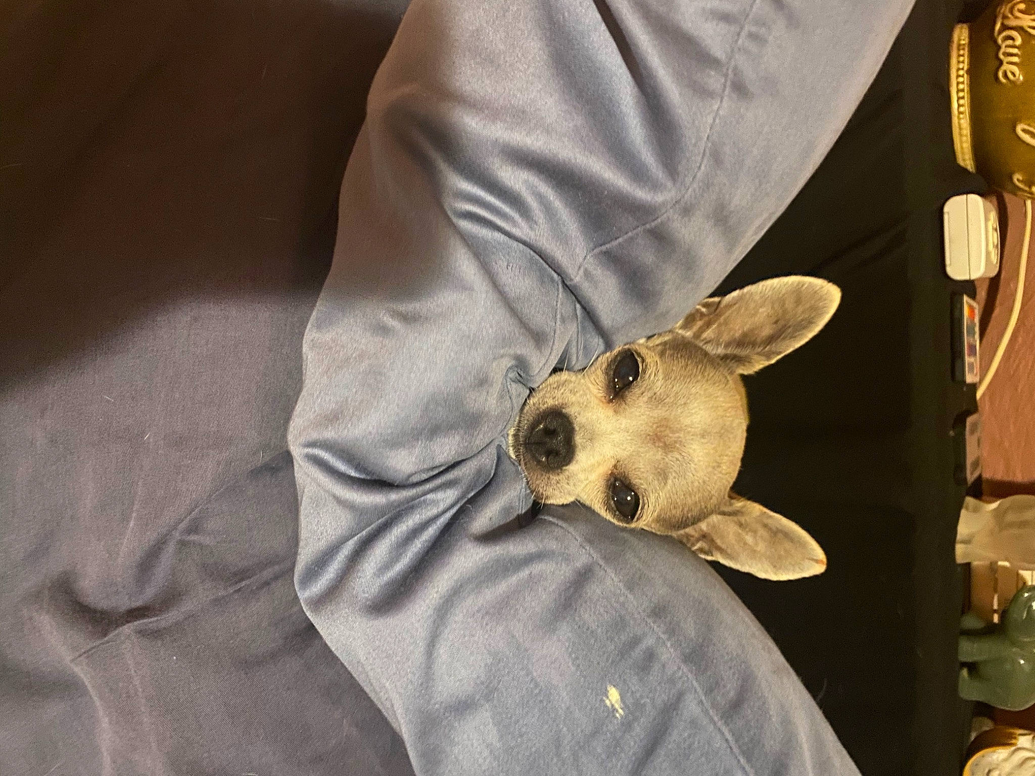 Mama joined the competition — help win amazing prizes! canidae, carnivore, comfort, companion_dog, couch, dog, dog_breed, ear, fawn, fur, linens, plush, sleeve, snout, sporting_group, stuffed_toy, t_shirt, toy, toy_dog, whiskers