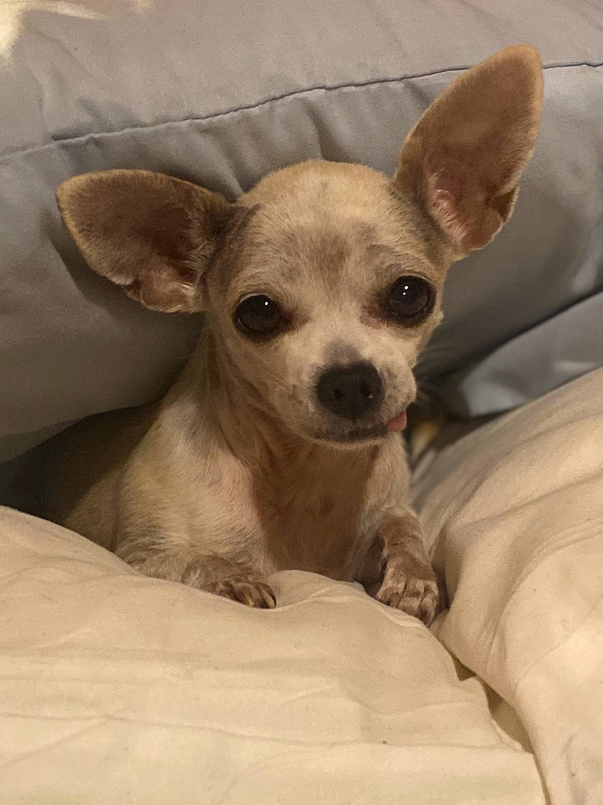 Mama is registered to the contest to win money with this photo: canidae, carnivore, chihuahua, comfort, companion_dog, corgi_chihuahua, dog, dog_breed, ear, fawn, fur, non_sporting_group, russkiy_toy, snout, sporting_group, terrestrial_animal, toy_dog, whiskers, working_animal