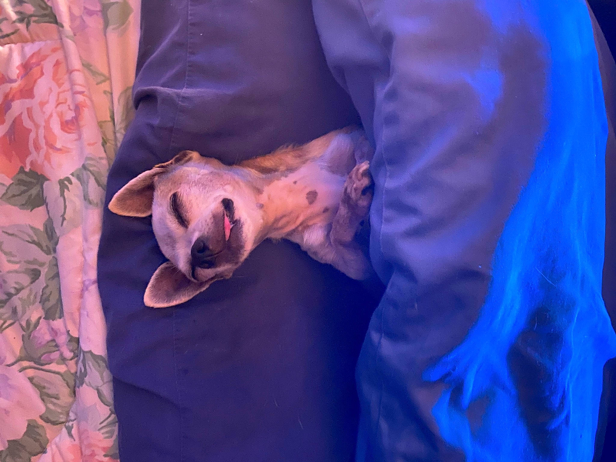 Mama is registered to the contest to win money with this photo: canidae, carnivore, ceremony, dog, dress, electric_blue, entertainment, event, formal_wear, fun, magenta, performance, performance_art, performing_arts, petal, plant, public_event, purple, toy, tradition