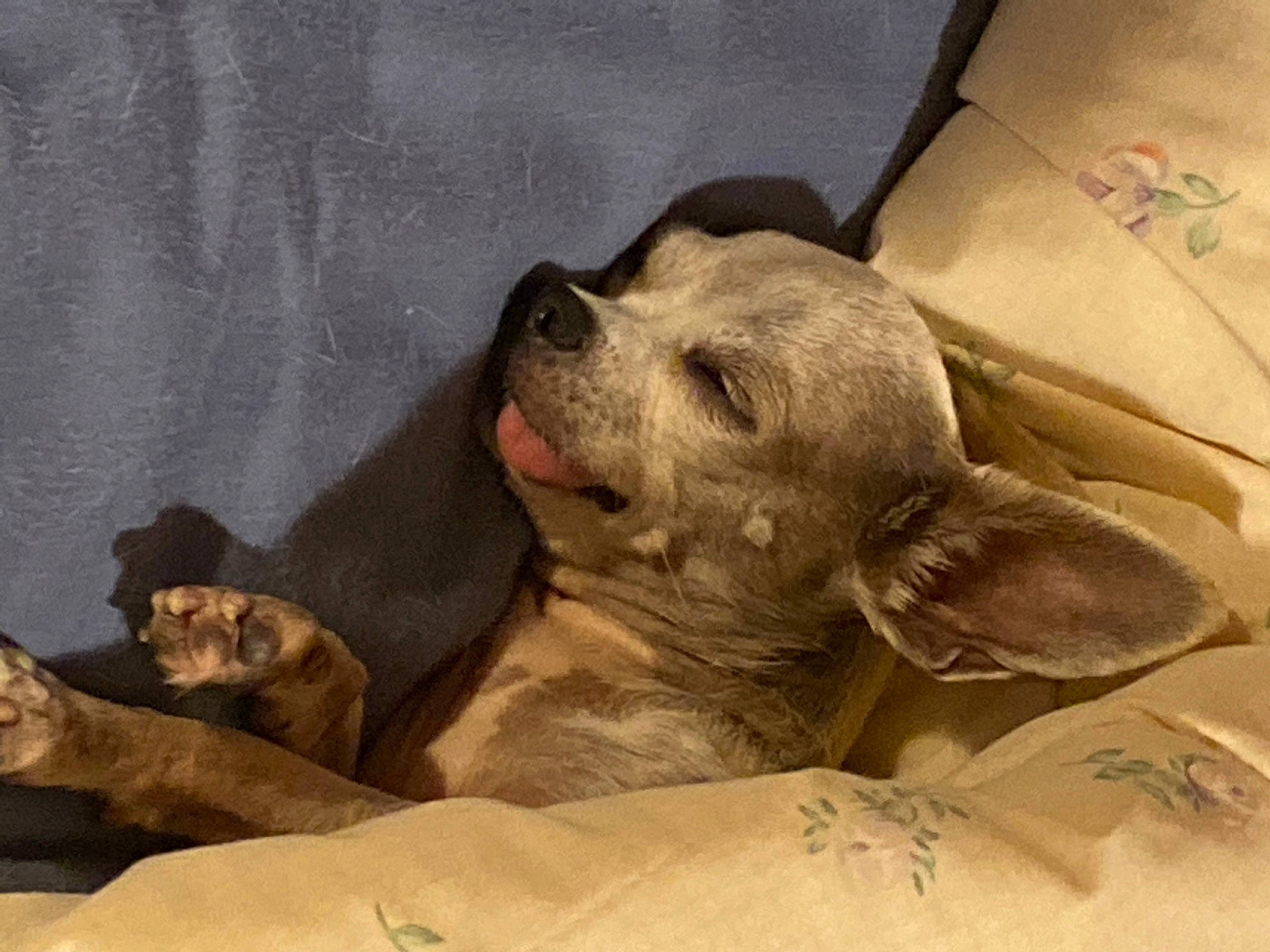 Mama is registered to the contest to win money with this photo: canidae, carnivore, comfort, companion_dog, dog, dog_breed, fawn, fur, linens, liver, nap, non_sporting_group, paw, pet_supply, sleep, snout, sporting_group, terrestrial_animal, whiskers, working_animal