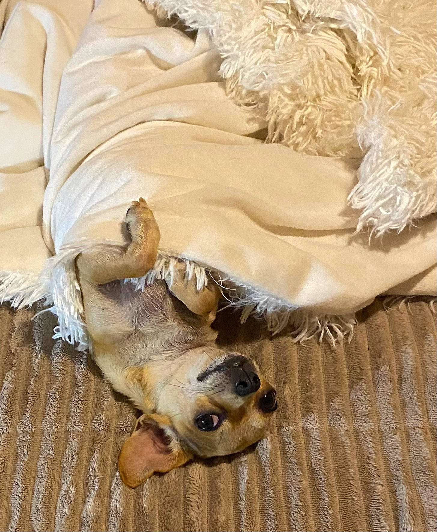 Fancy Pants is registered to the contest to win money with this photo: bedding, beige, comfort, companion_dog, dog, dog_breed, fawn, fur, hardwood, linens, paw, sporting_group, tail, terrestrial_animal, wood