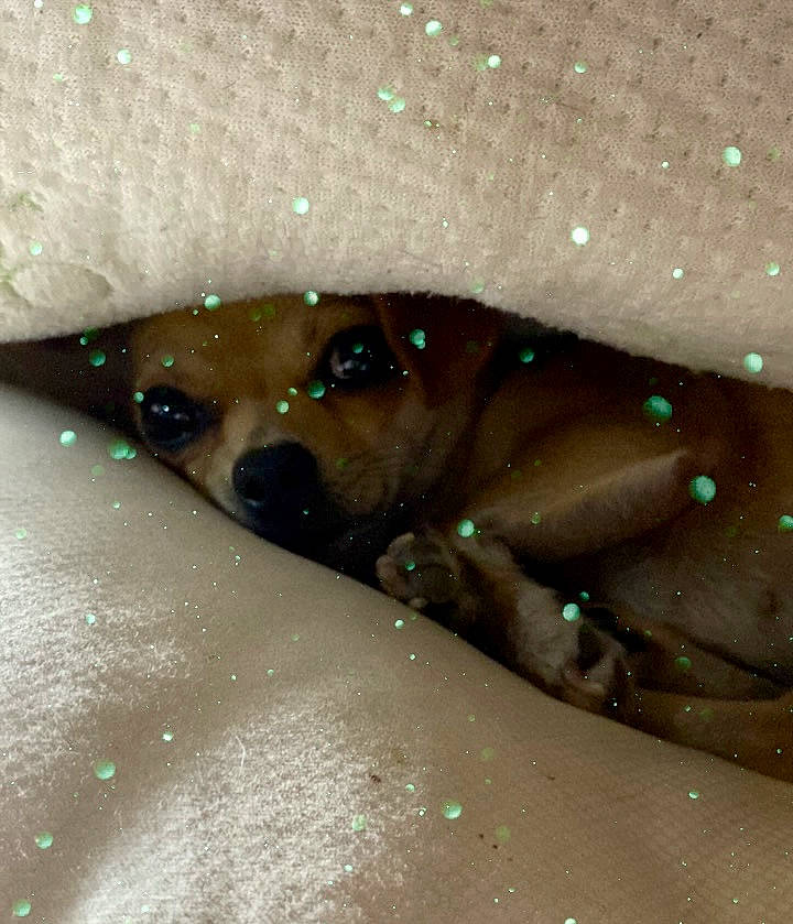 Fancy Pants joined the competition — help win amazing prizes! carnivore, circle, close_up, dog, dog_breed, fawn, flesh, foot, insect, macro_photography, nail, paw, toe, whiskers, wildlife, window