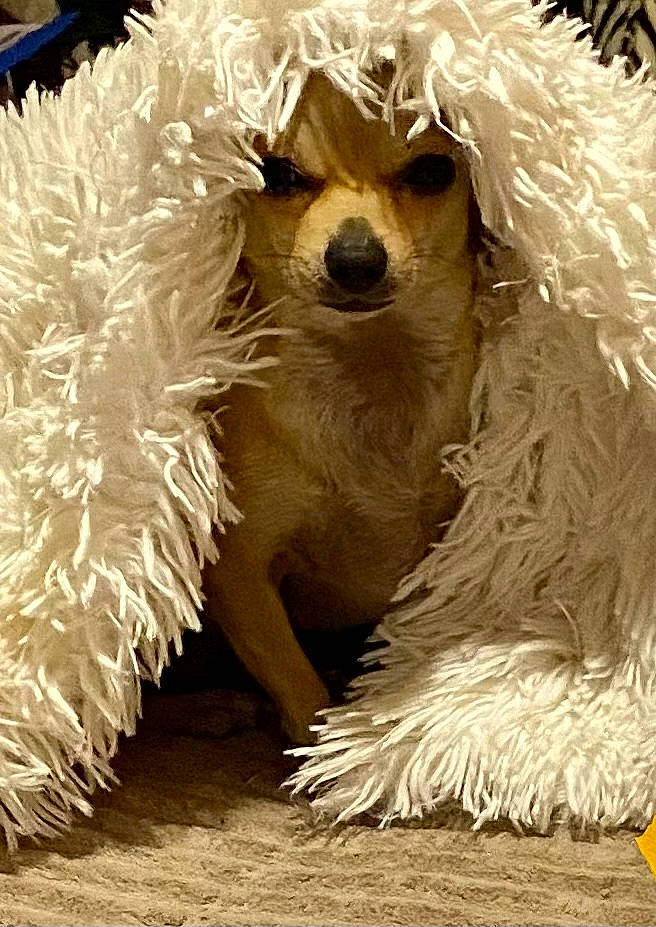 Fancy Pants joined the competition — help win amazing prizes! bear, canidae, carnivore, companion_dog, dog, dog_breed, fang, fur, giant_dog_breed, non_sporting_group, snout, sporting_group, toy_dog, working_animal