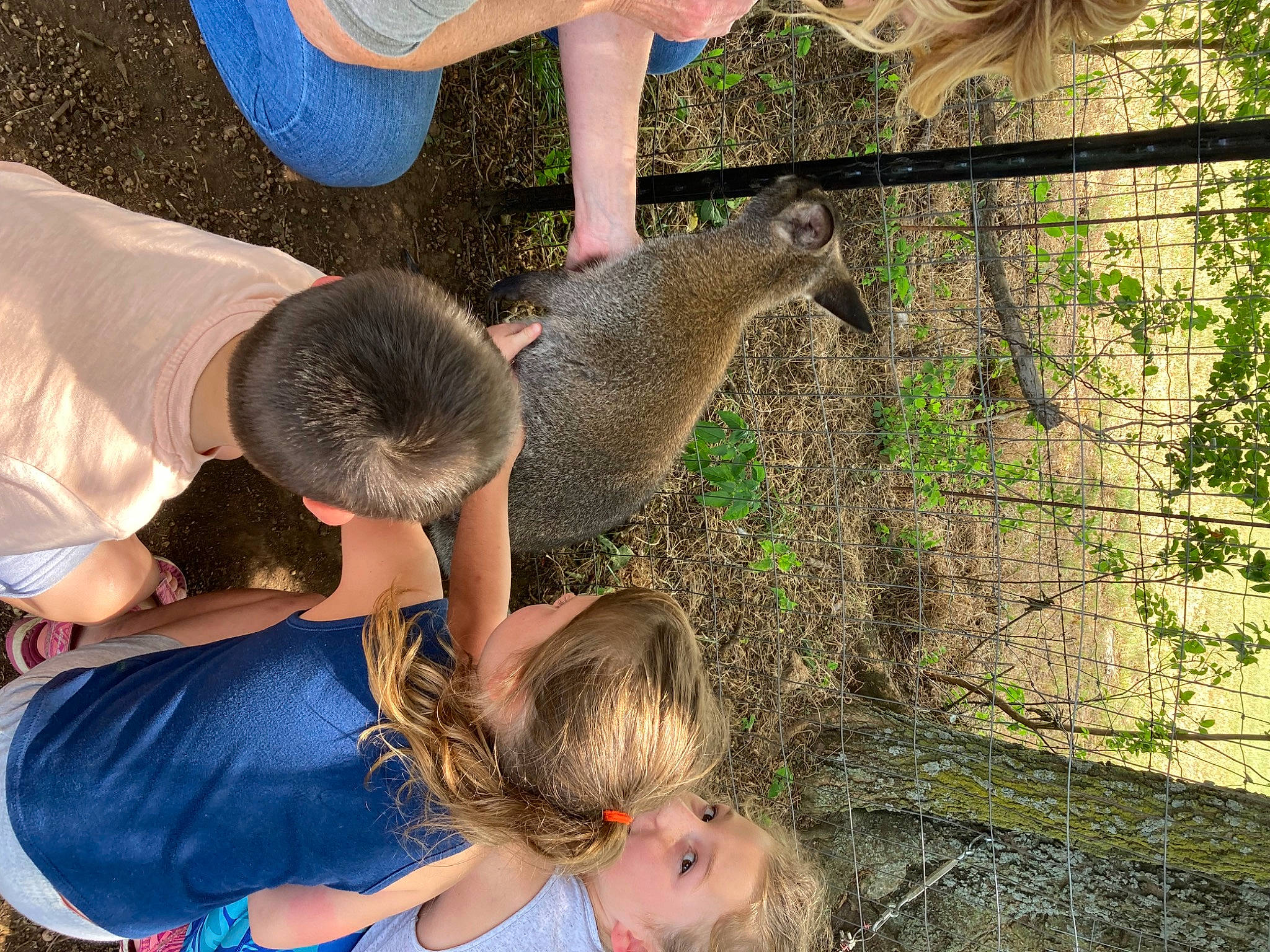 Novalin joined the competition — help win amazing prizes! beak, fence, flightless_bird, fowl, grass, leg, leisure, livestock, mesh, people_in_nature, person, phasianidae, plant, recreation, soil, terrestrial_animal, toddler, tree, wildlife, wildlife_biologist