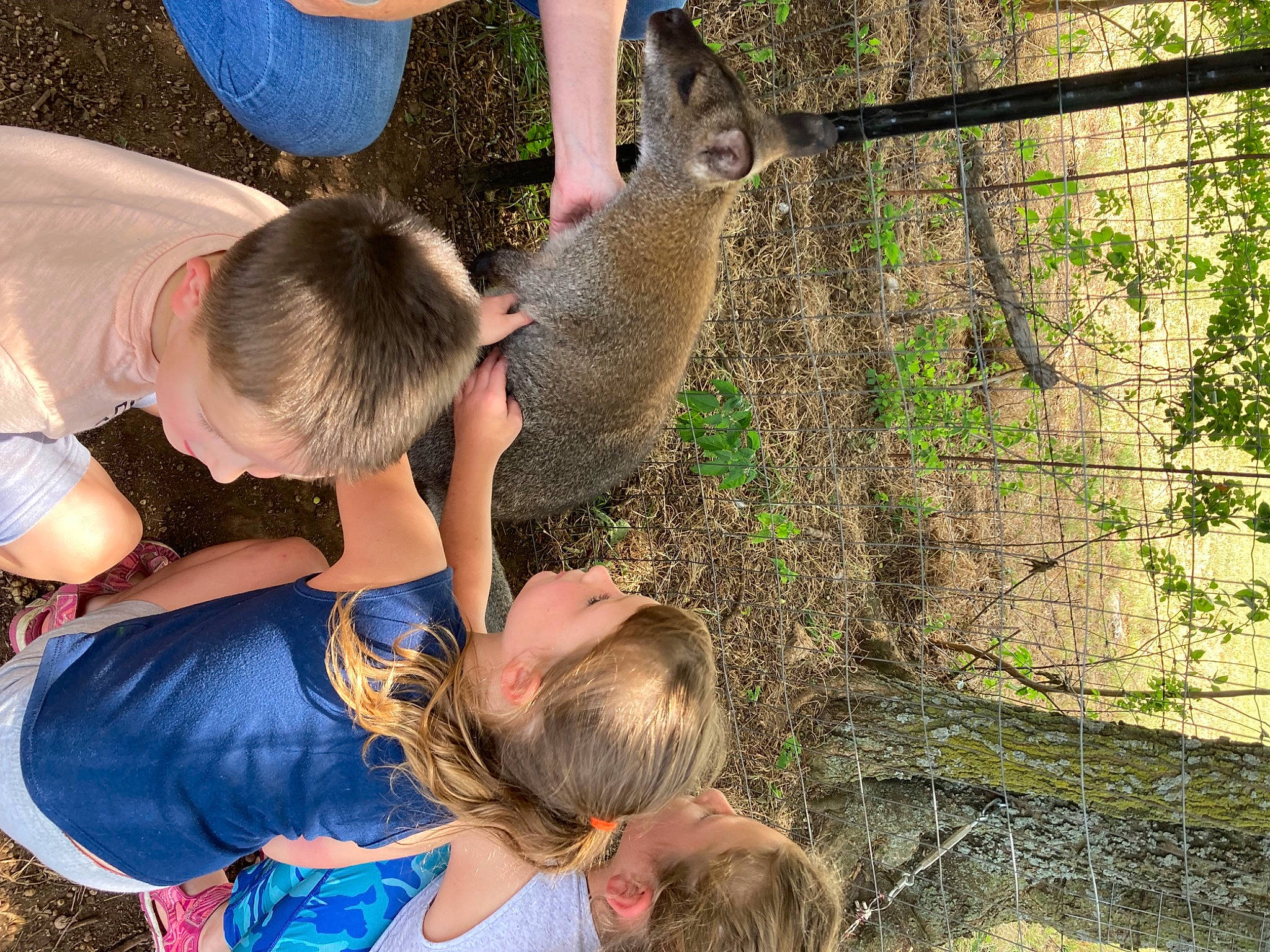 Novalin is registered to the contest to win money with this photo: adaptation, chain_link_fencing, fawn, fence, fun, grass, leisure, mammal, mesh, person, plant, recreation, soil, t_shirt, terrestrial_animal, toddler, tree, vertebrate, wildlife, wildlife_biologist