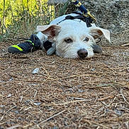 Casper joined the competition — help win amazing prizes! dog, puppy, white_dog, scruffy_fur, lying_down, forest, outdoors, nature, tree, tree_trunk, ground, pine_needles, harness, leash, dog_booties, hiking, adventure, pet, portrait, funny