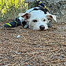 dog, puppy, white_dog, scruffy_fur, lying_down, forest, outdoors, nature, tree, tree_trunk, ground, pine_needles, harness, leash, dog_booties, hiking, adventure, pet, portrait, funny