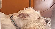 Casper is registered to the contest to win money with this photo: dogs, canines, sleeping, cuddling,  nap, pets, fur, white_dog, cream_dog, long_hair, collar, indoor, bed, blanket, cozy, resting, peaceful, home, portrait, cute