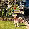 dog, small_dog, bow_tie, standing, lawn, grass, outdoors, sidewalk, parked_cars, street, suburban, garden, cactus, hibiscus, flowers, trees, sunlight, portrait, pet, animal