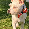dog, puppy, white_dog, scruffy_fur, bow_tie, orange_accessory, festive, outdoor, grass, lawn, portrait, close_up, standing, pet, canine, ears, tail, collar, sunlight, animal_face