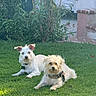 Maxy is registered to the contest to win money with this photo: dogs, canines, pets, grass, lawn, garden, outdoors, flowers, plants, shrubbery, white_dog, small_dog, scruffy_dog, lying_down, sitting, collars, dog_tags, portrait, sunlight, home_garden