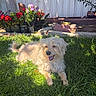 Maxy is registered to the contest to win money with this photo: dog, pet, shaggy, fluffy, small_dog, white_fur, tan_fur, grass, garden, flowers, potted_plants, outdoor, sunlight, backyard, lawn, sitting, lying_down, open_mouth, tongue, happy