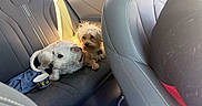 Maxy joined the competition — help win amazing prizes! dog, dogs, puppy, small_dog, scruffy_dog, white_dog, tan_dog, pet, animal, car, car_interior, back_seat, seat, vehicle, road_trip, sunlight, portrait, collar, cup, travel