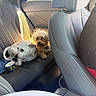 dog, dogs, puppy, small_dog, scruffy_dog, white_dog, tan_dog, pet, animal, car, car_interior, back_seat, seat, vehicle, road_trip, sunlight, portrait, collar, cup, travel