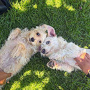 Maxy joined the competition — help win amazing prizes! dogs, puppies, pet, animals, grass, outdoor, lying_down, cuddling, fur, fluffy, scruffy, white_dog, tan_dog, blue_eyes, pointed_ears, belly_rub, human_hands, sunlight, garden, cute