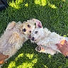 dogs, puppies, pet, animals, grass, outdoor, lying_down, cuddling, fur, fluffy, scruffy, white_dog, tan_dog, blue_eyes, pointed_ears, belly_rub, human_hands, sunlight, garden, cute