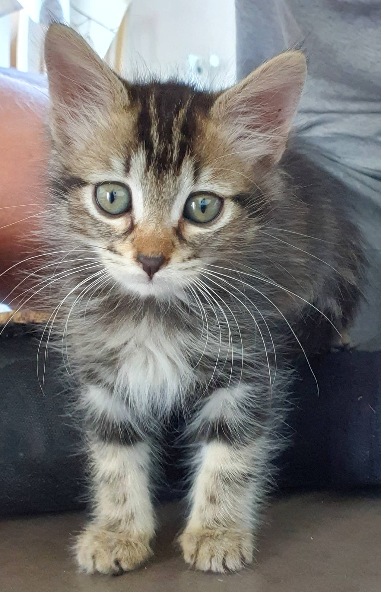 Maya participe au concours pour gagner de l'argent avec cette photo : aegean_cat, american_curl, american_shorthair, american_wirehair, asian, carnivore, cat, domestic_long_haired_cat, domestic_short_haired_cat, dragon_li, european_shorthair, felidae, kitten, mammal, pixie_bob, small_to_medium_sized_cats, snout, tabby_cat, vertebrate, whiskers