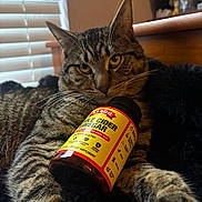 Jojo Star is registered to the contest to win money with this photo: cat, tabby, animal, pet, feline, bottle, apple_cider_vinegar, supplement, black_blanket, window_blinds, indoor, relaxed, fur, whiskers, paw, closeup, wooden_furniture, soft_light, resting, cozy