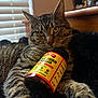 cat, tabby, animal, pet, feline, bottle, apple_cider_vinegar, supplement, black_blanket, window_blinds, indoor, relaxed, fur, whiskers, paw, closeup, wooden_furniture, soft_light, resting, cozy