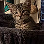 Jojo Star is registered to the contest to win money with this photo: cat, kitten, tabby, pet, animal, indoor, plush_bed, toy, curious, feline, whiskers, ears, face, fur, cozy, resting, looking, closeup, home, background