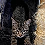 Jojo Star joined the competition — help win amazing prizes! cat, kitten, tabby, stretching, cat_house, scratching_post, rope, fur, whiskers, ears, paws, indoor, pet, animal, feline, closeup, curious, playful, cozy, black