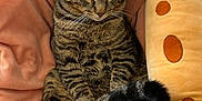 Jojo Star joined the competition — help win amazing prizes! cat, tabby_cat, pet, feline, animal, plush_toy, giraffe_plush, blanket, pink_blanket, indoor, cozy, relaxed, sitting, tail, whiskers, paws, fur, cute, comfort, resting