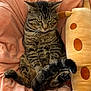 cat, tabby_cat, pet, feline, animal, plush_toy, giraffe_plush, blanket, pink_blanket, indoor, cozy, relaxed, sitting, tail, whiskers, paws, fur, cute, comfort, resting