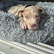 Arès participe au concours pour gagner de l'argent avec cette photo : puppy, dog, bed, fluffy, gray, blue_eyes, sunlight, indoor, relaxed, pet, animal, cute, lying_down, close_up, pink_nose, ears, fur, resting, young_dog, cozy