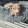puppy, dog, bed, fluffy, gray, blue_eyes, sunlight, indoor, relaxed, pet, animal, cute, lying_down, close_up, pink_nose, ears, fur, resting, young_dog, cozy