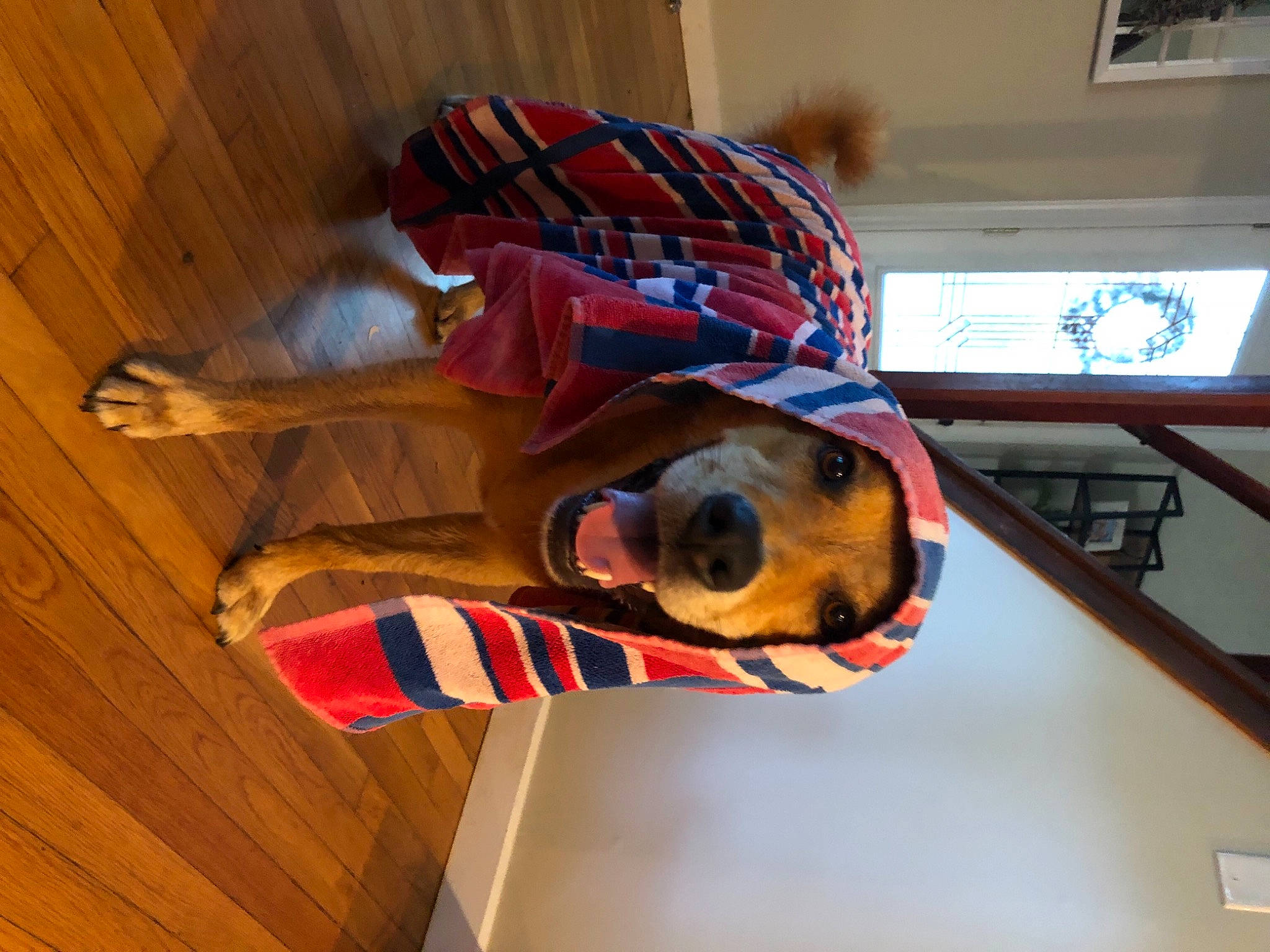 Tiller joined the competition — help win amazing prizes! canidae, fawn