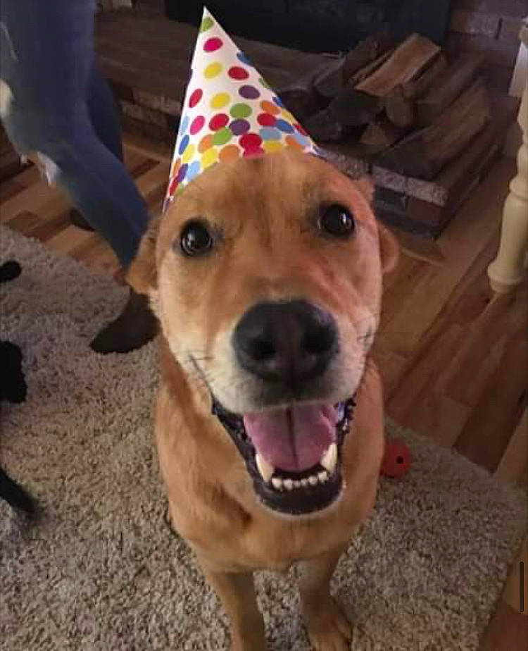 Tiller is registered to the contest to win money with this photo: black_mouth_cur, canidae, carnivore, carolina_dog, chinook, dog, dog_breed, fawn, labrador_retriever, mammal, mountain_cur, pariah_dog, party_hat, party_supply, potcake_dog, rare_breed_dog, snout, sporting_group, street_dog, vertebrate
