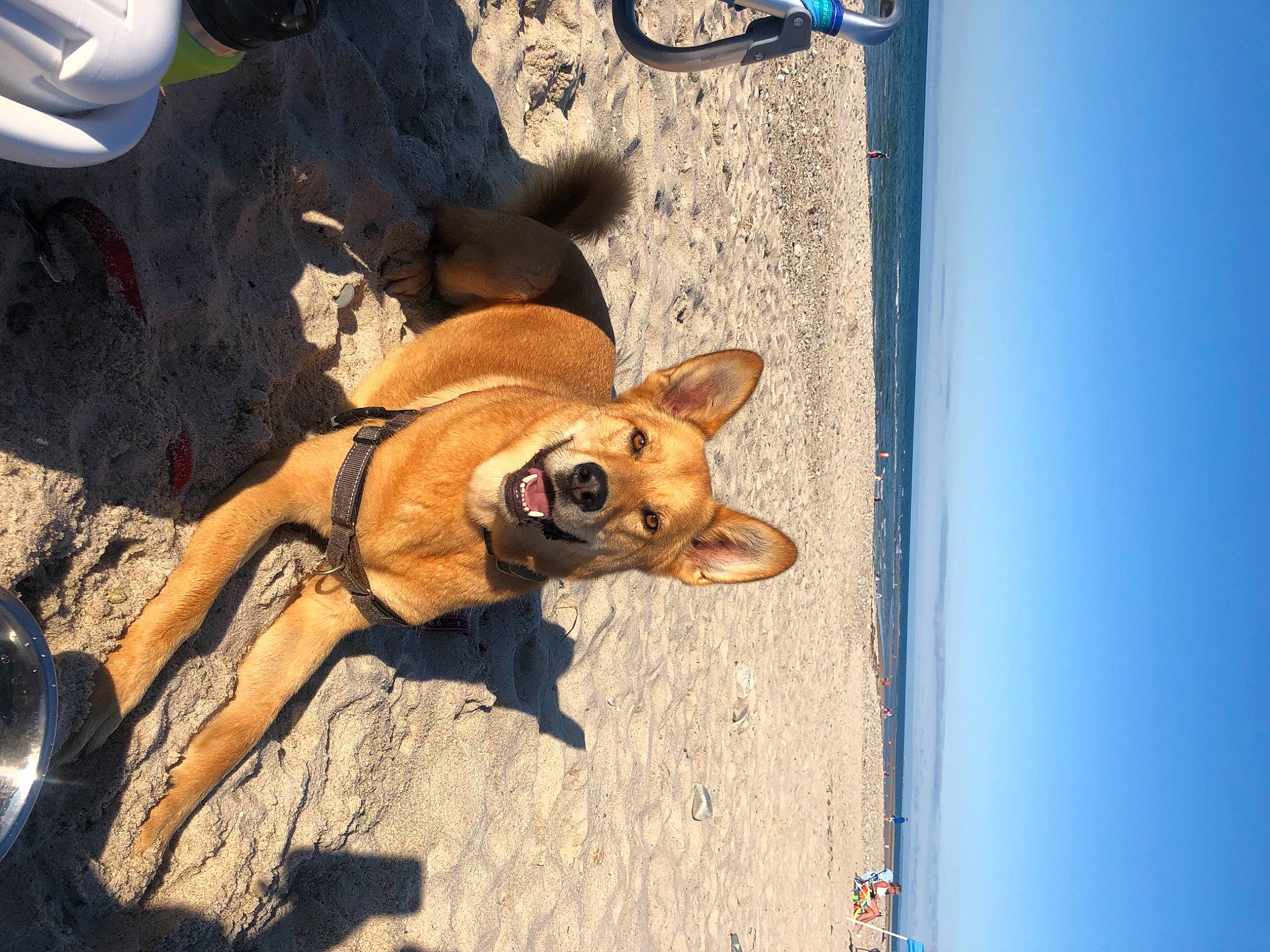 Tiller is registered to the contest to win money with this photo: canidae, carnivore, dog, dog_breed, fawn, snout