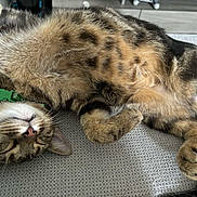 Simba participe au concours pour gagner de l'argent avec cette photo : abyssinian, animal, architecture, building, cat, chair, couch, cushion, egyptiancat, electronics, furniture, hardware, homedecor, indoors, kitten, livingroom, manx, person, pet, sleeping