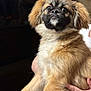 affenpinscher, animal, canine, cockerspaniel, dog, face, head, papillon, person, pet, pug, puppy