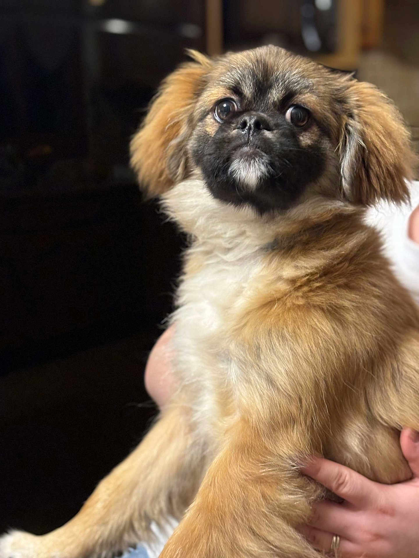 Ugo a rejoint le concours — aidez-le/la à gagner de superbes lots ! affenpinscher, animal, canine, cockerspaniel, dog, face, head, papillon, person, pet, pug, puppy
