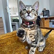 Shenzy a rejoint le concours — aidez-le/la à gagner de superbes lots ! cat, kitten, tabby, pet, collar, paw, whiskers, eyes, indoor, blanket, furniture, room, portrait, looking_up, playful, fur, ears, close_up, domestic, curious