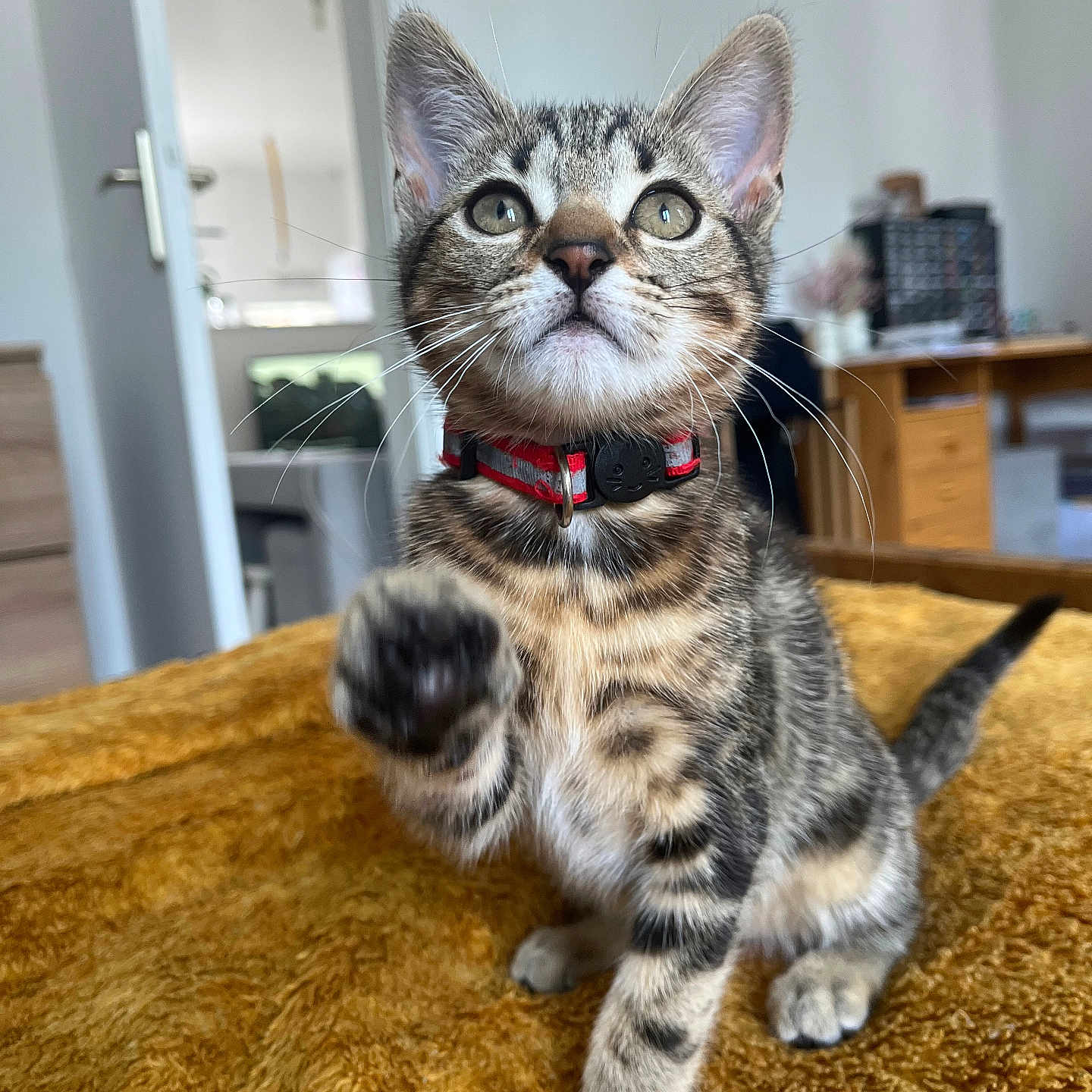 Shenzy a rejoint le concours — aidez-le/la à gagner de superbes lots ! blanket, cat, close_up, collar, curious, domestic, ears, eyes, fur, furniture, indoor, kitten, looking_up, paw, pet, playful, portrait, room, tabby, whiskers