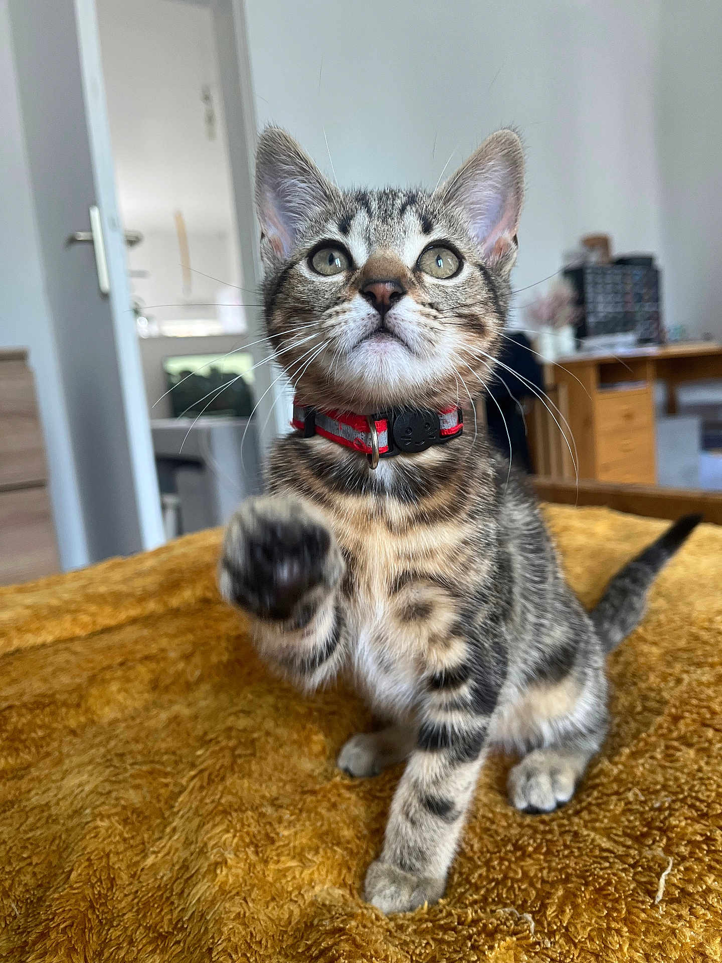 Shenzy a rejoint le concours — aidez-le/la à gagner de superbes lots ! cat, kitten, tabby, pet, collar, paw, whiskers, eyes, indoor, blanket, furniture, room, portrait, looking_up, playful, fur, ears, close_up, domestic, curious