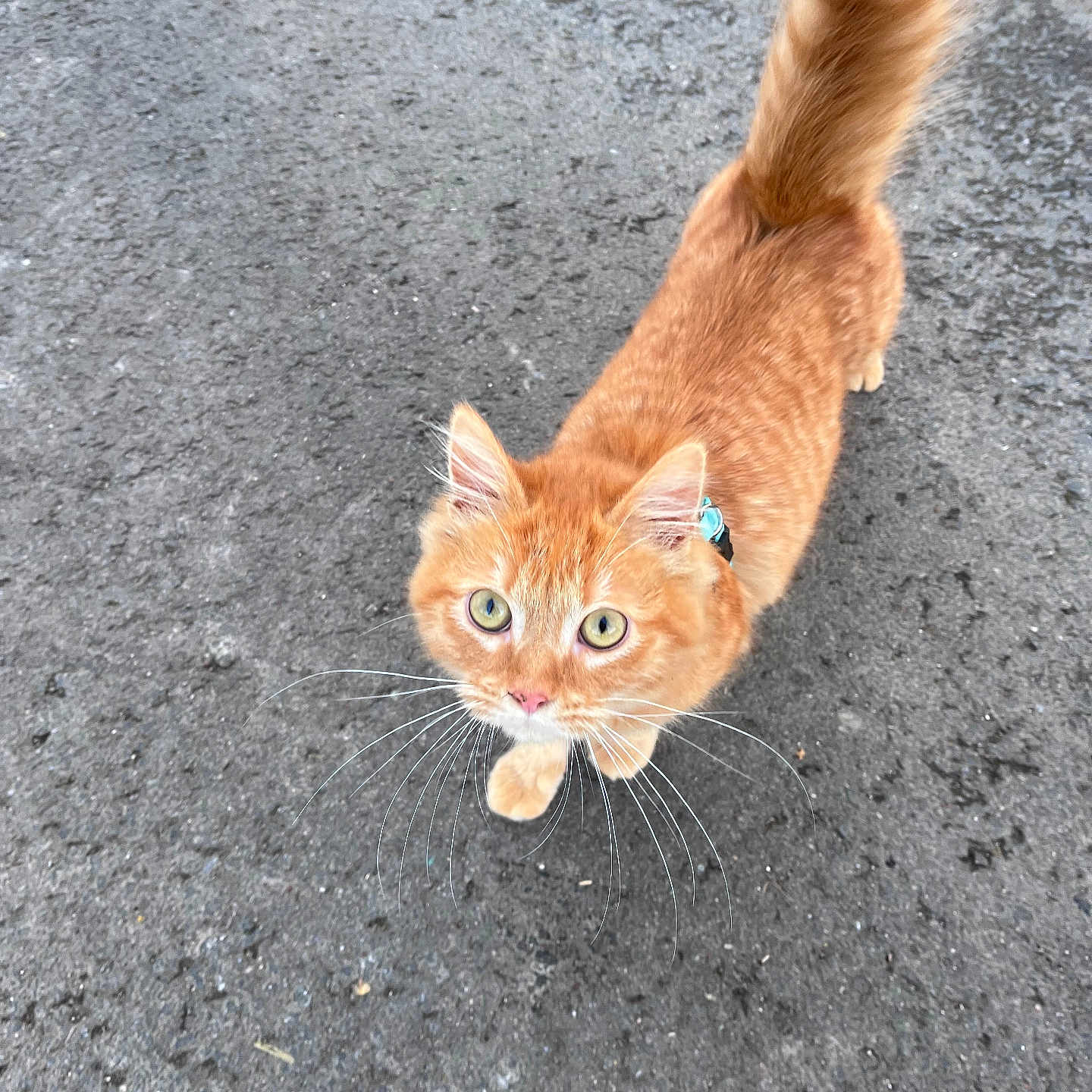 Tiroux participe au concours pour gagner de l'argent avec cette photo :