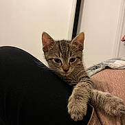 Timon participe au concours pour gagner de l'argent avec cette photo : abyssinian, animal, architecture, armchair, building, cat, chair, couch, furniture, hardwood, indoors, kitten, livingroom, manx, person, pet, photoframe, room, shelf, wood