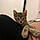 Timon