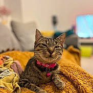 Nala a rejoint le concours — aidez-le/la à gagner de superbes lots ! abyssinian, accessories, animal, bed, blanket, cat, computer, couch, cushion, electronics, furniture, homedecor, indoors, kitten, linen, manx, person, pet, quilt, sleeping