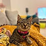 abyssinian, accessories, animal, bed, blanket, cat, computer, couch, cushion, electronics, furniture, homedecor, indoors, kitten, linen, manx, person, pet, quilt, sleeping