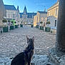 Uria participe au concours pour gagner de l'argent avec cette photo : animal, architecture, buildings, cat, cobblestone, curious, daylight, harness, historic, ledges, outdoor, pet, planters, quiet, sky, square, stone, street, topiary, town
